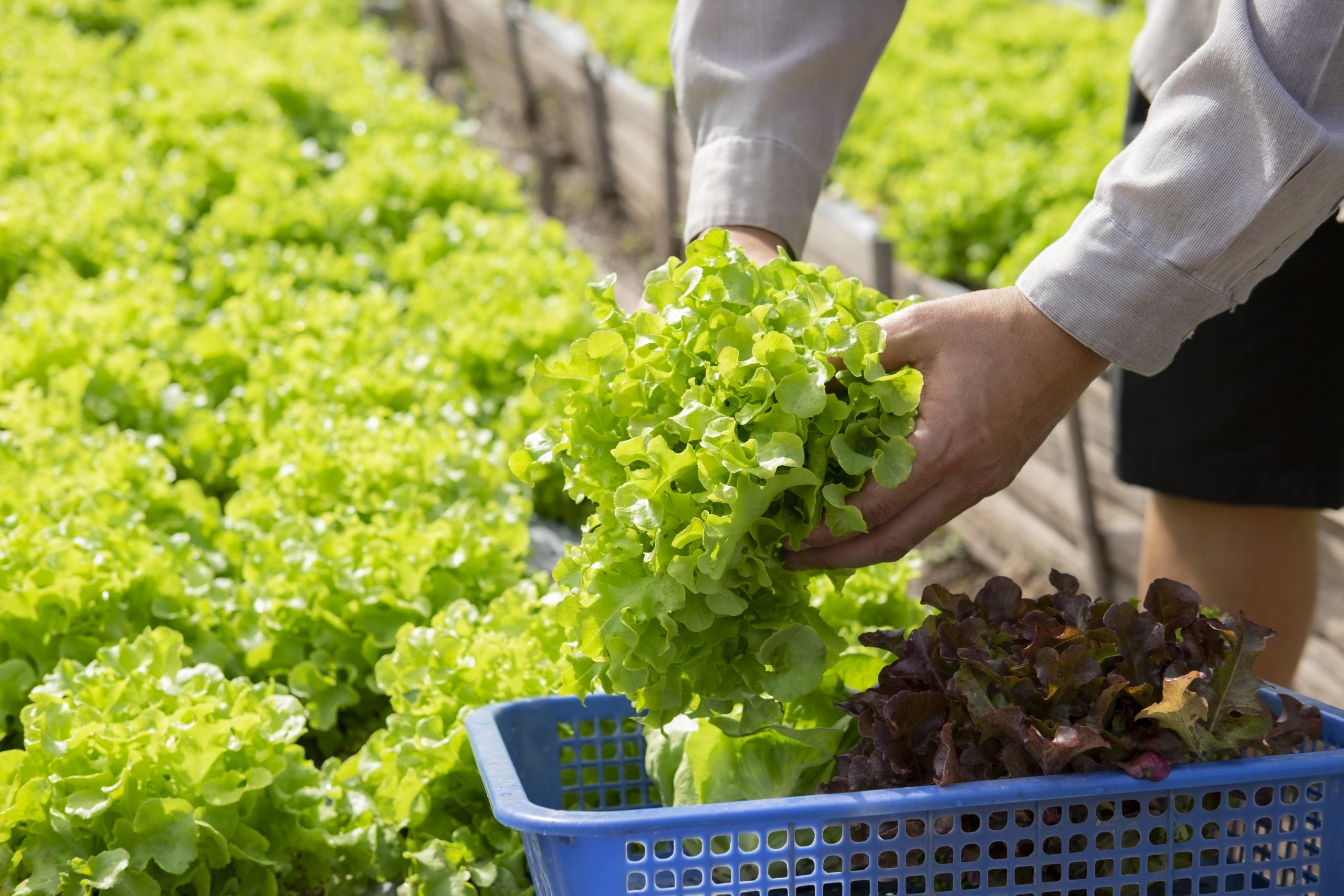 Best Vegetable Plants for a Garden in Europe