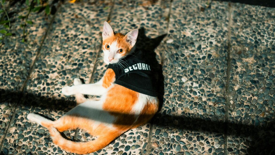 Why Many Security Guards Love Petting Dogs And Cats: Stress Relief, Trust, And Emotional Comfort